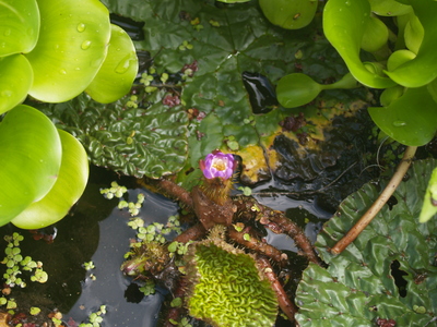 flower 059.jpg
